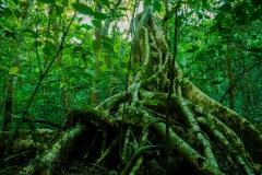 Trees at Petén, Guatemala