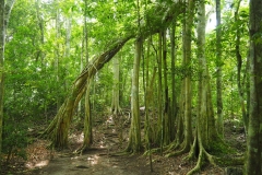 Trees at Petén, Guatemala