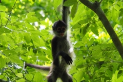 Monkey at Petén, Guatemala