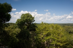 View from the south pyramid in Tintal