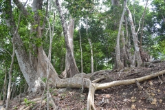 Refugio de Vida Silvestre Puerto Arturo