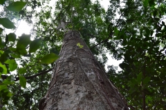 Refugio de Vida Silvestre Puerto Arturo