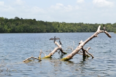 Refugio de Vida Silvestre Puerto Arturo
