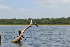 Refugio de Vida Silvestre Puerto Arturo