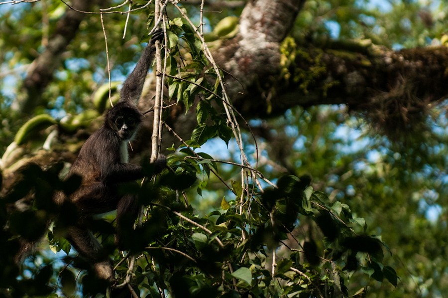 Spider Monkey, a common primate in the forests of northern Guatemala.
