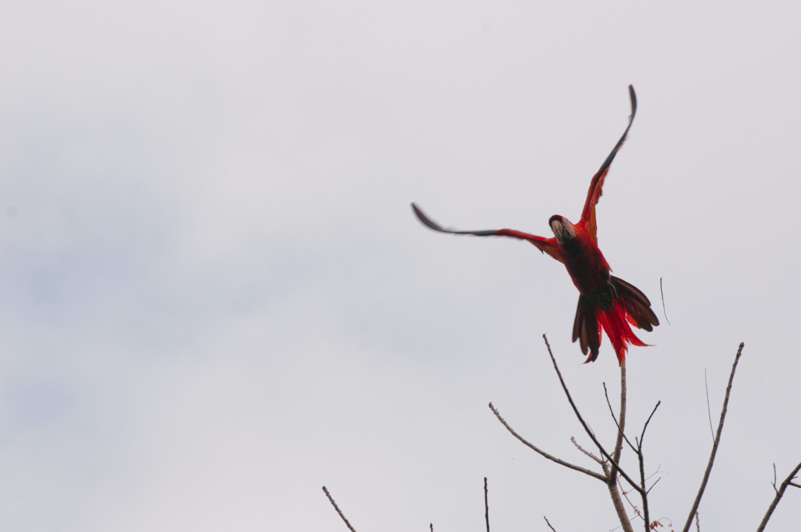Guacamaya Roja, Ara Macao Cyanoptera, or scarlet macaw
