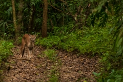 Mountain Lion, Panthera Concolor.