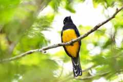 Hembra de Trogón Violáceo